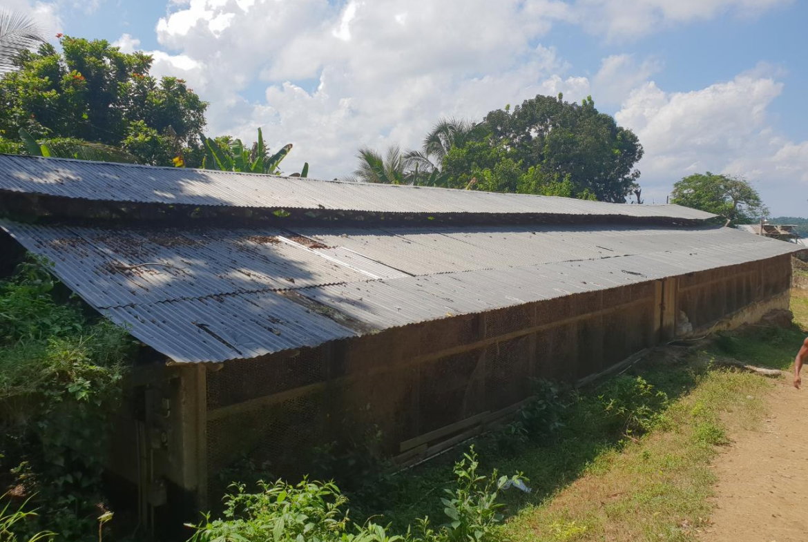 Seventh image of Cocoa Farm, Davis Cove in Dias, Hanover, Jamaica - property is For Sale