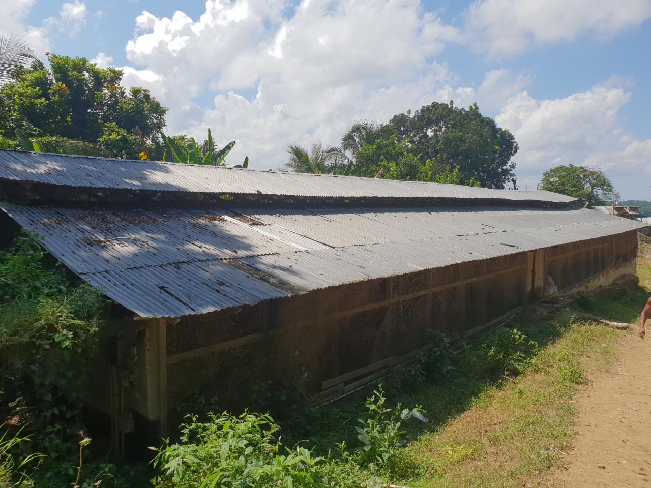 Seventh image of Cocoa Farm, Davis Cove in Dias, Hanover, Jamaica - property is For Sale