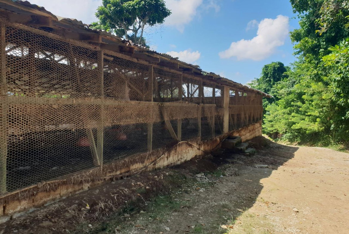 Eighth image of Cocoa Farm, Davis Cove in Dias, Hanover, Jamaica - property is For Sale
