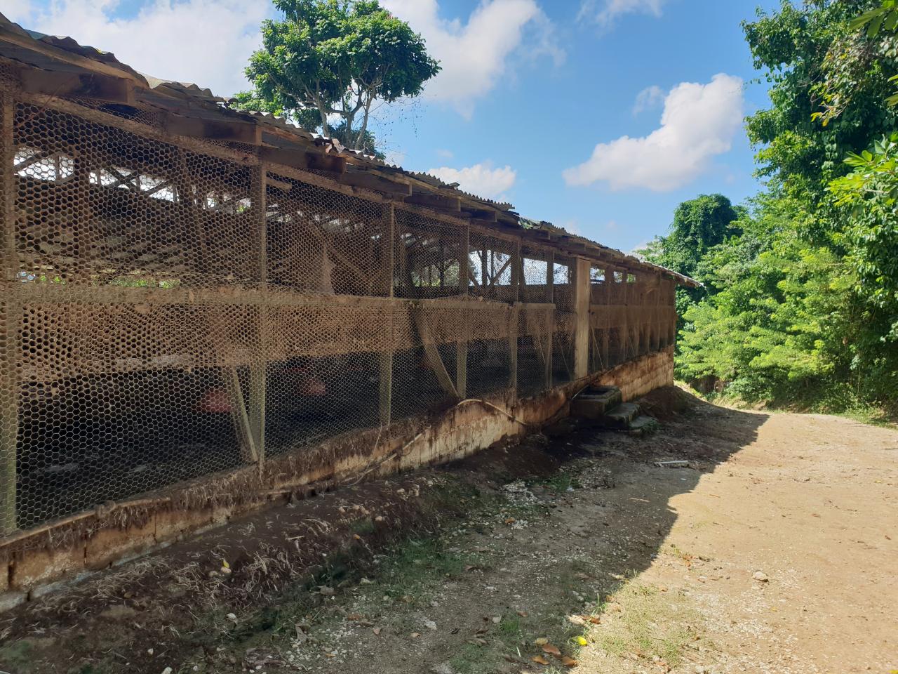 Eighth image of Cocoa Farm, Davis Cove in Dias, Hanover, Jamaica - property is For Sale