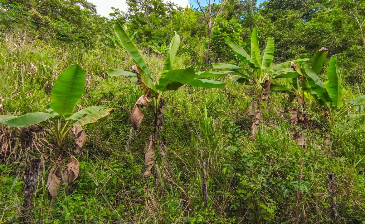 Ninth image of Ashley Chapleton, Clarend in CHAPELTON, Clarendon, Jamaica - property is For Sale