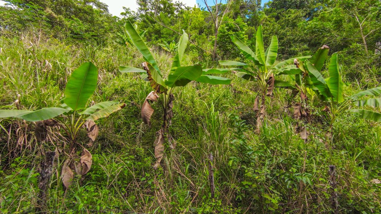 Ninth image of Ashley Chapleton, Clarend in CHAPELTON, Clarendon, Jamaica - property is For Sale