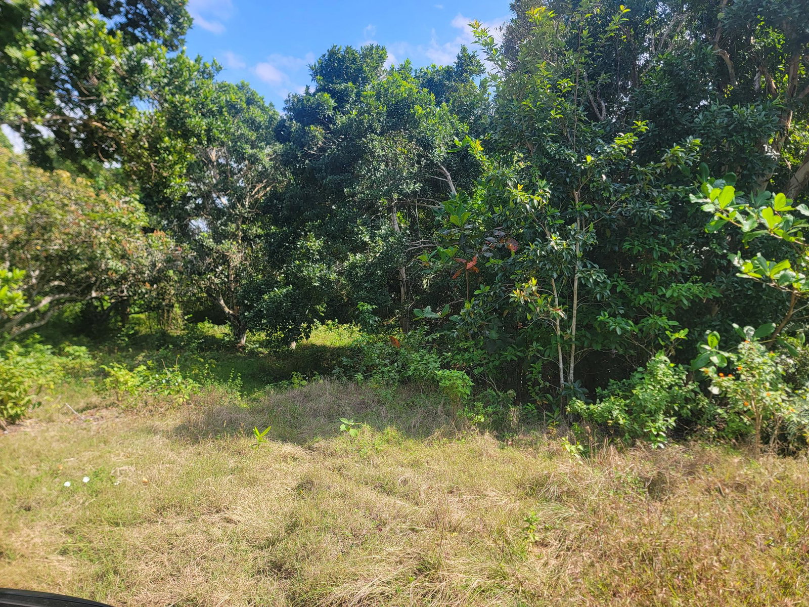 Sixth image of Brampton District in Jackson Town, Trelawny, Jamaica - property is For Sale