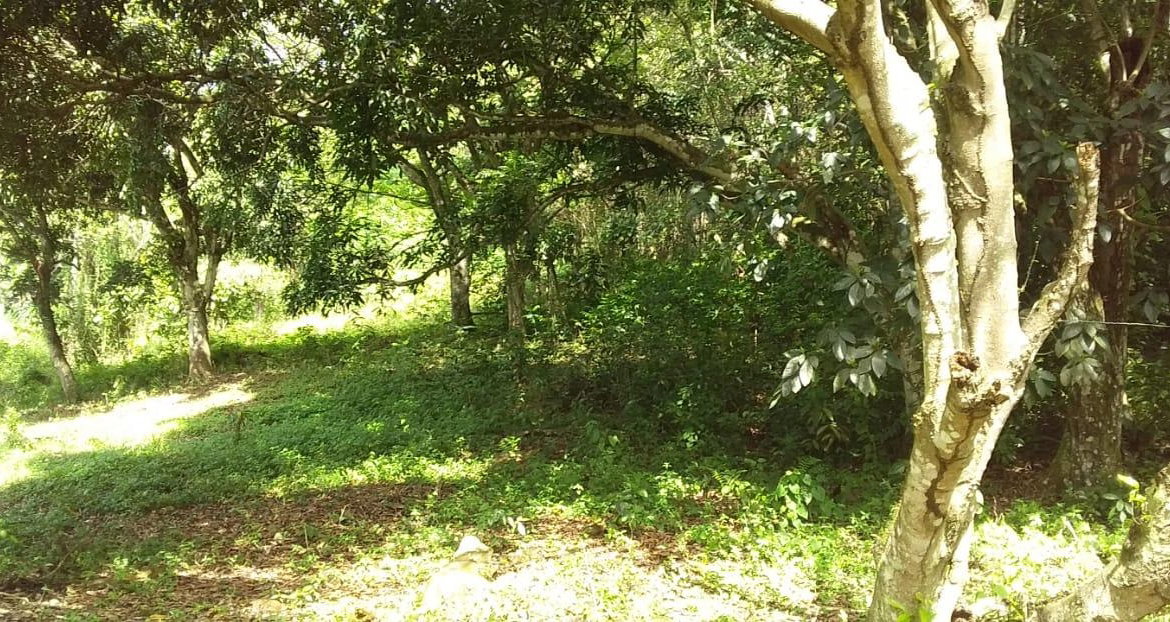 Second image of Huntley Castle, Pisgah in Santa Cruz, St. Elizabeth, Jamaica - property is For Sale