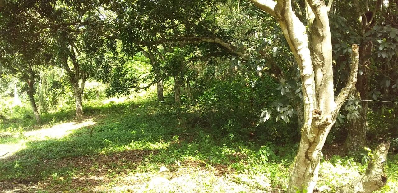 19-Acre-Residential-Lot-for-Sale-in-St.-Elizabeth-Jamaica Second image of Huntley Castle, Pisgah in Santa Cruz, St. Elizabeth, Jamaica - property is For Sale