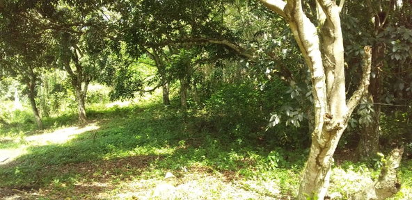 Second image of Huntley Castle, Pisgah in Santa Cruz, St. Elizabeth, Jamaica - property is For Sale