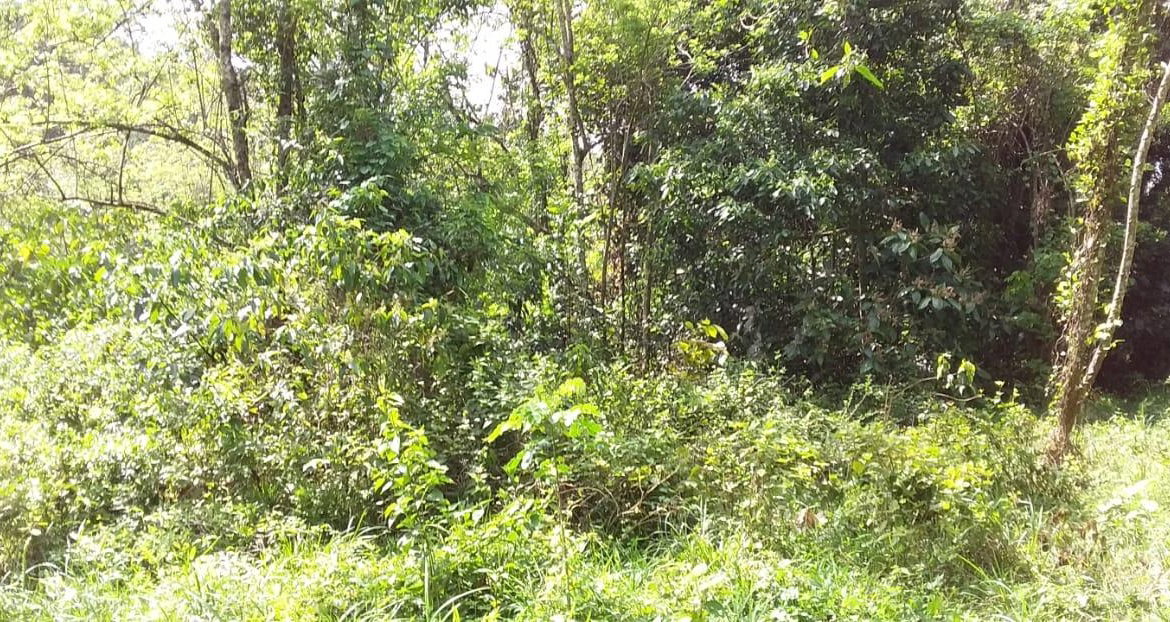 First image of Huntley Castle, Pisgah in Santa Cruz, St. Elizabeth, Jamaica - property is For Sale