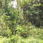 First image of Huntley Castle, Pisgah in Santa Cruz, St. Elizabeth, Jamaica - property is For Sale