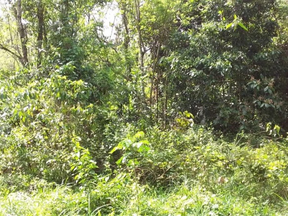 First image of Huntley Castle, Pisgah in Santa Cruz, St. Elizabeth, Jamaica - property is For Sale