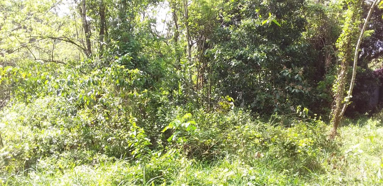 19-Acre-Residential-Lot-for-Sale-in-St.-Elizabeth-Jamaica First image of Huntley Castle, Pisgah in Santa Cruz, St. Elizabeth, Jamaica - property is For Sale