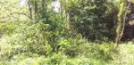 First image of Huntley Castle, Pisgah in Santa Cruz, St. Elizabeth, Jamaica - property is For Sale