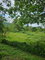 First image of Part of Pepper in Pepper, St. Elizabeth, Jamaica - property is For Sale
