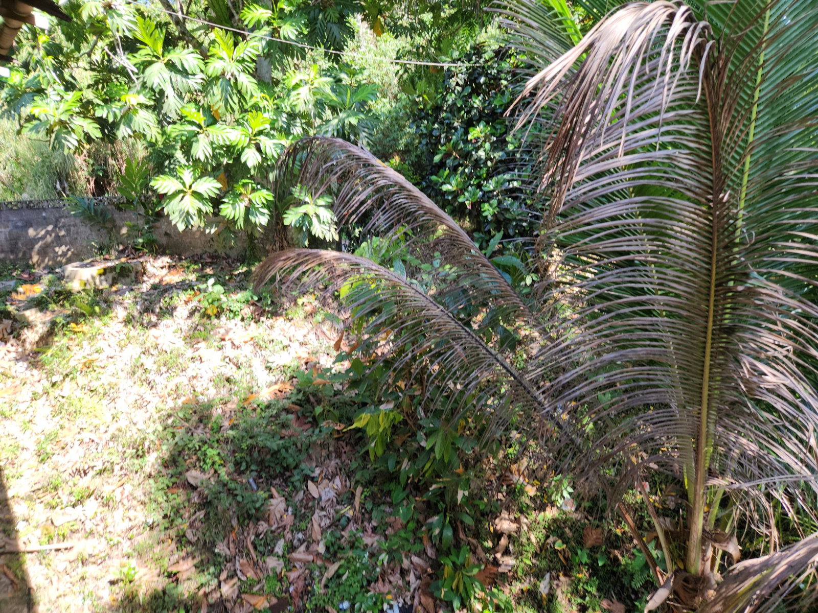 Twelfth image of Troja St. Catherine in Troja, St. Catherine, Jamaica - property is For Sale
