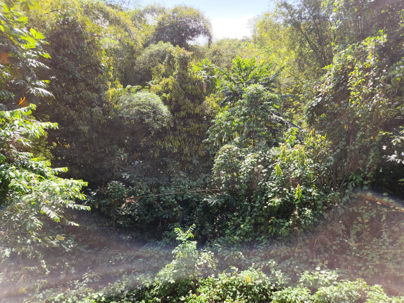 Eighth image of Troja St. Catherine in Troja, St. Catherine, Jamaica - property is For Sale