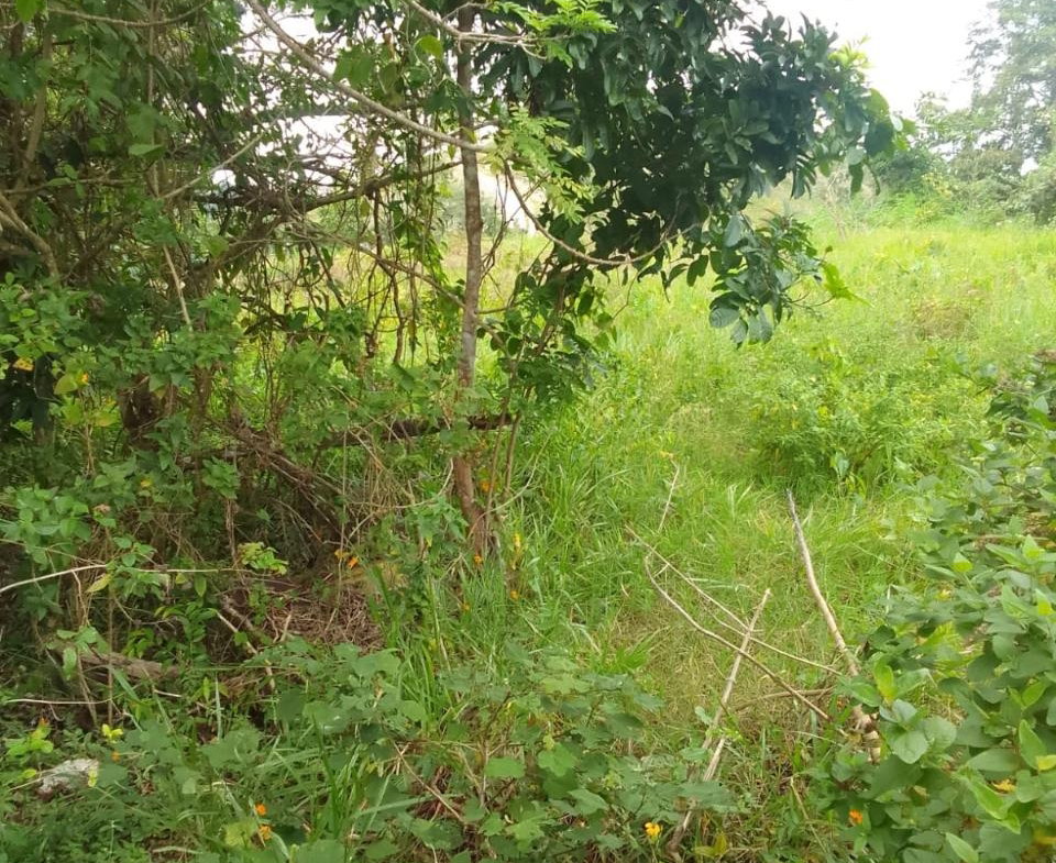 Second image of 2 Union Pen in Ocho Rios, St. Ann, Jamaica - property is For Sale