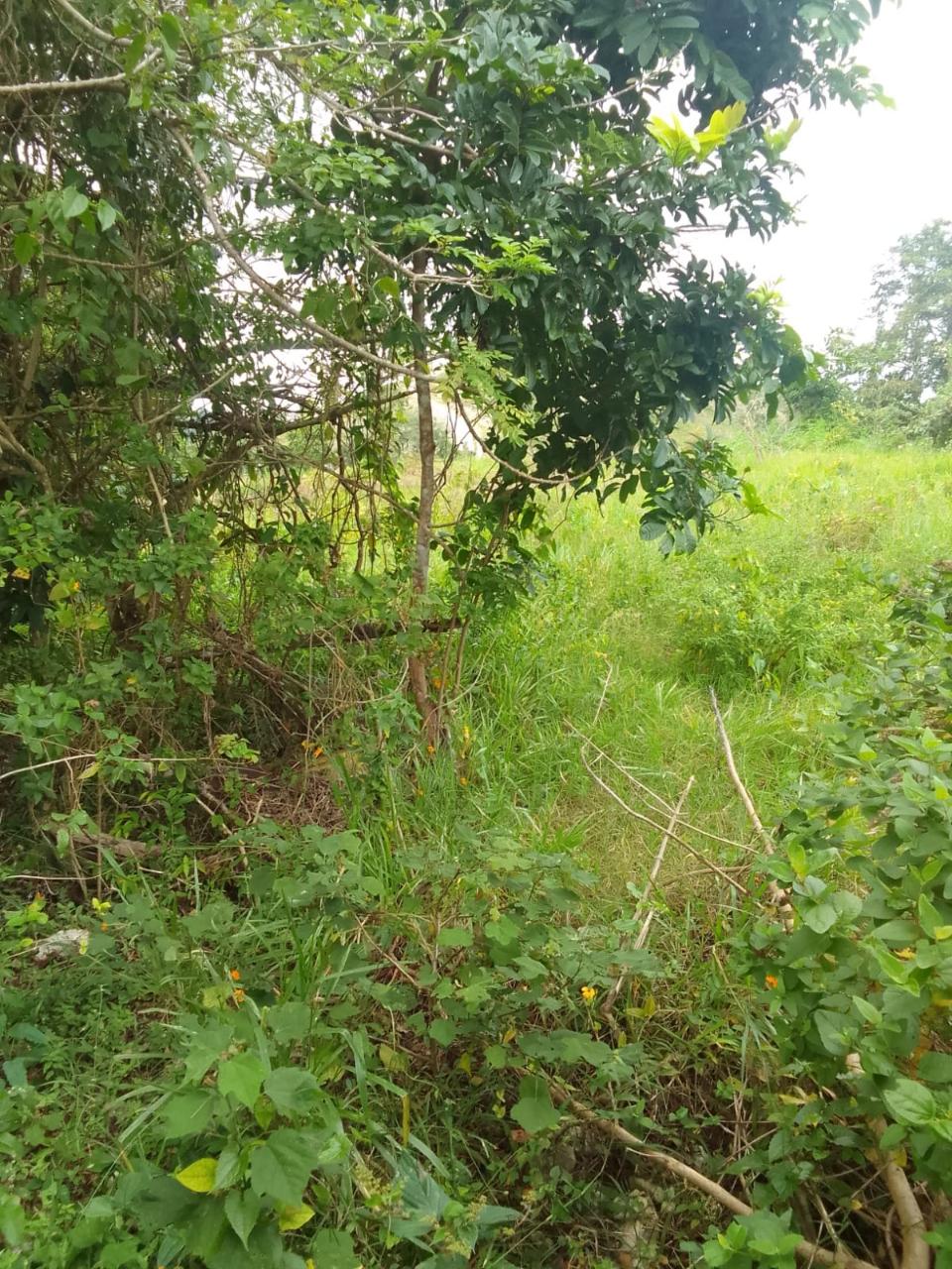 Second image of 2 Union Pen in Ocho Rios, St. Ann, Jamaica - property is For Sale