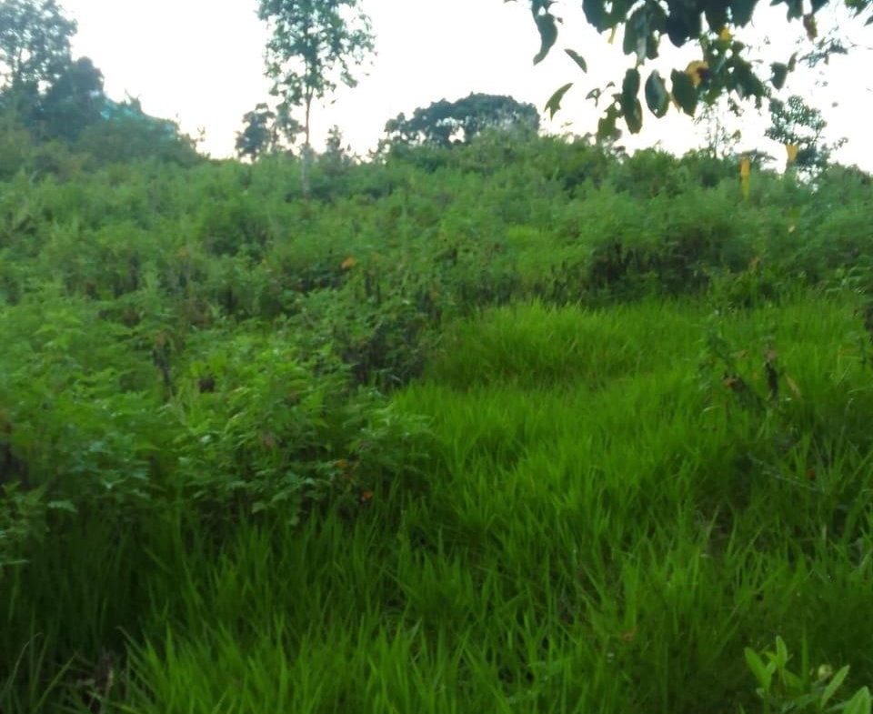 Third image of 2 Union Pen in Ocho Rios, St. Ann, Jamaica - property is For Sale