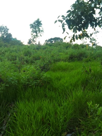 Third image of 2 Union Pen in Ocho Rios, St. Ann, Jamaica - property is For Sale