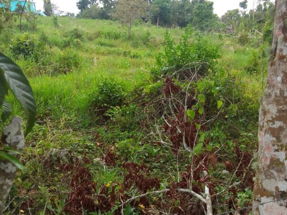 First image of 2 Union Pen in Ocho Rios, St. Ann, Jamaica - property is For Sale