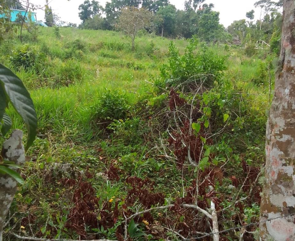 First image of 2 Union Pen in Ocho Rios, St. Ann, Jamaica - property is For Sale