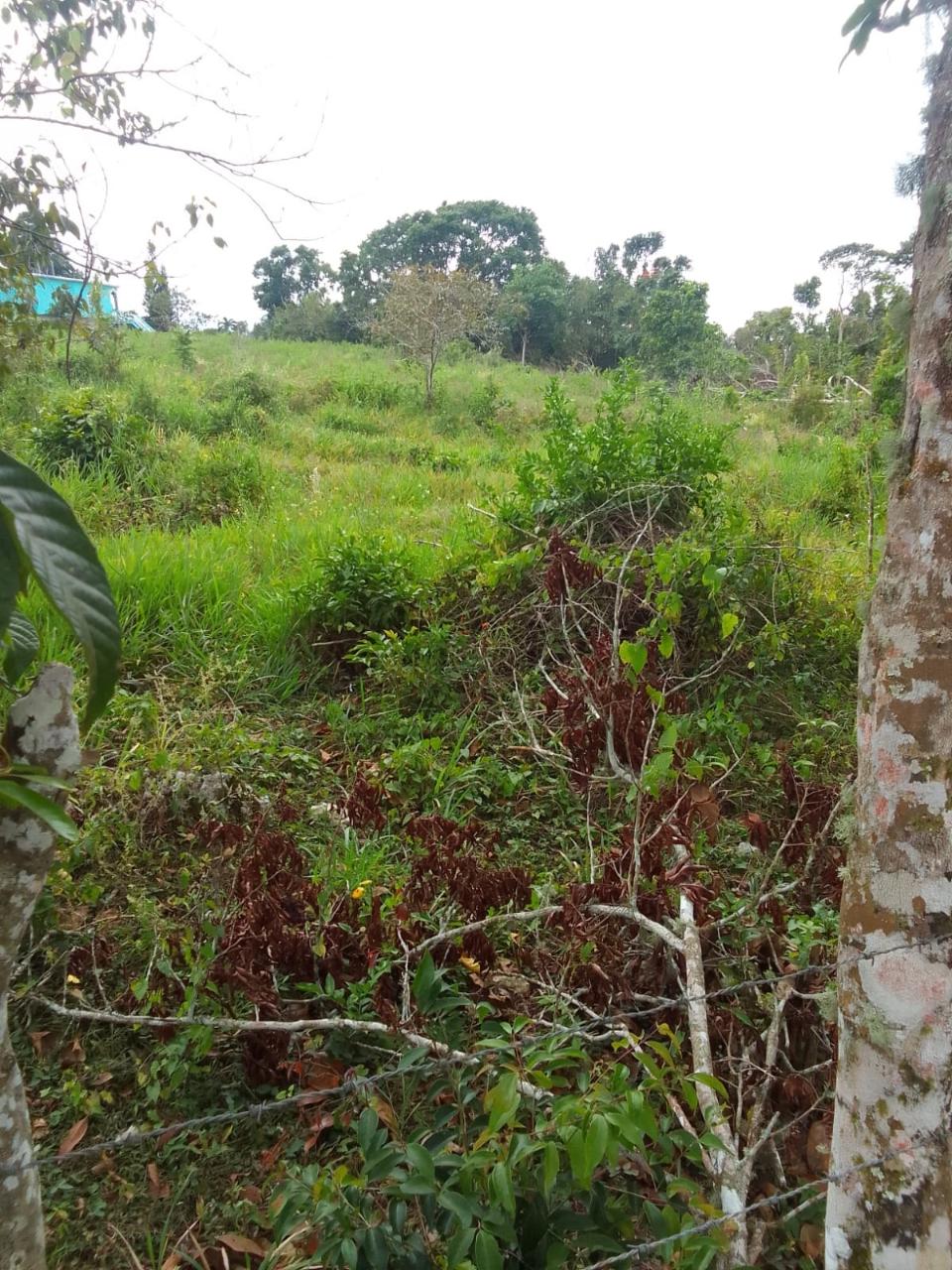 First image of 2 Union Pen in Ocho Rios, St. Ann, Jamaica - property is For Sale
