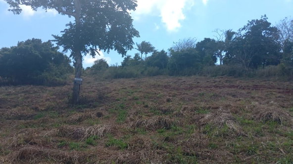 Third image of Potsdam St. Elizabeth in Munroe College, St. Elizabeth, Jamaica - property is For Sale