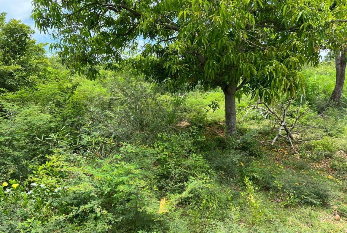 Sixth image of 77 Palmetto Pen, Sandy Bay, in Palmetto Pen, Clarendon, Jamaica - property is For Sale