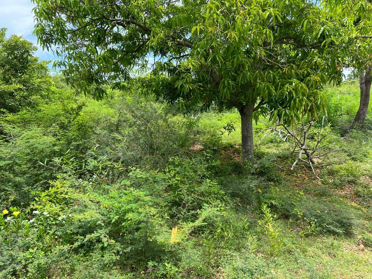 Sixth image of 77 Palmetto Pen, Sandy Bay, in Palmetto Pen, Clarendon, Jamaica - property is For Sale