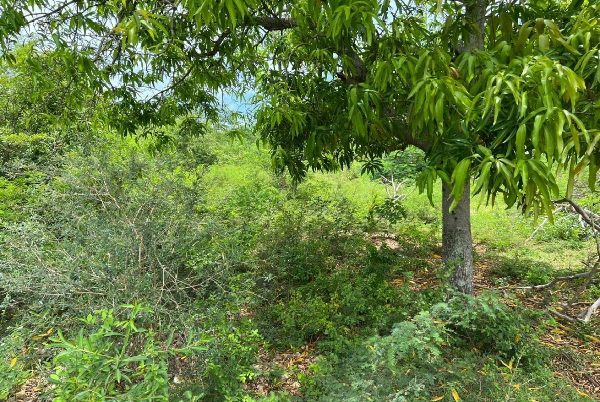 Eighth image of 77 Palmetto Pen, Sandy Bay, in Palmetto Pen, Clarendon, Jamaica - property is For Sale