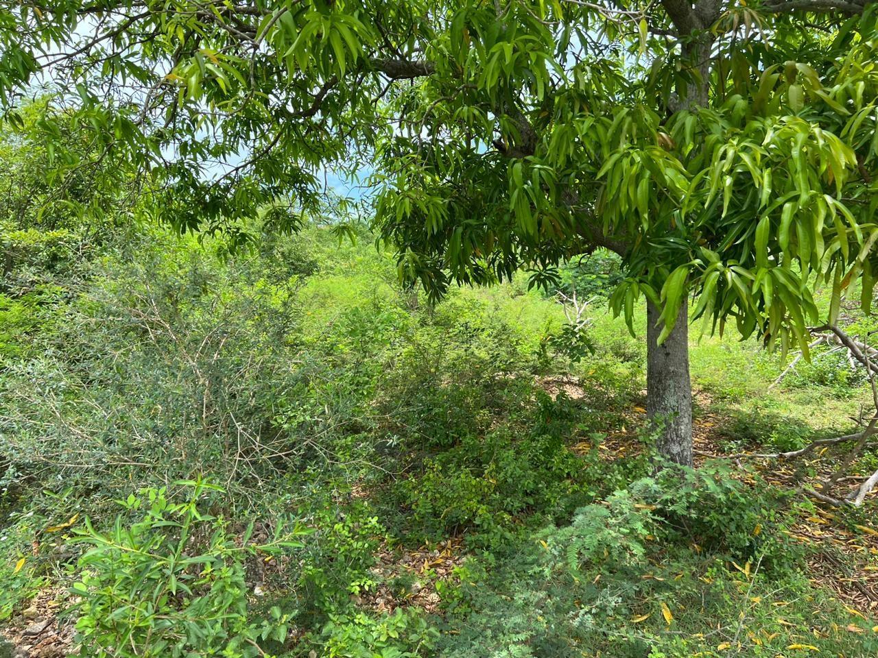 Eighth image of 77 Palmetto Pen, Sandy Bay, in Palmetto Pen, Clarendon, Jamaica - property is For Sale