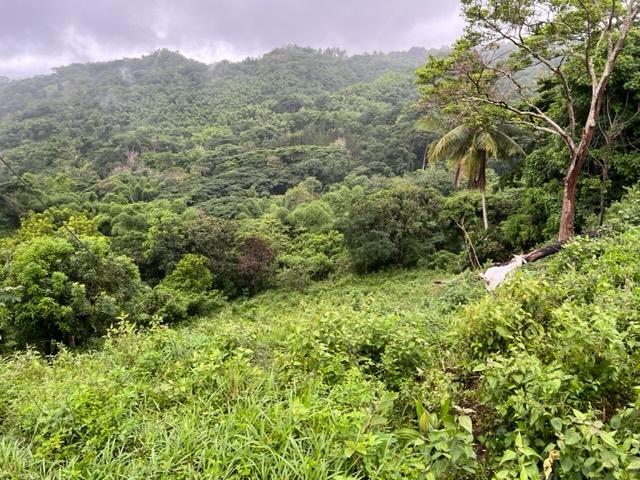 Second image of 148 Land Part of Kellets in Kellits, Clarendon, Jamaica - property is For Sale
