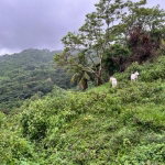 First image of 148 Land Part of Kellets in Kellits, Clarendon, Jamaica - property is For Sale