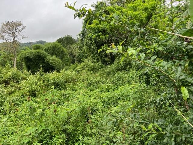 Third image of 148 Land Part of Kellets in Kellits, Clarendon, Jamaica - property is For Sale
