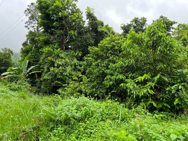 Fourth image of 148 Land Part of Kellets in Kellits, Clarendon, Jamaica - property is For Sale