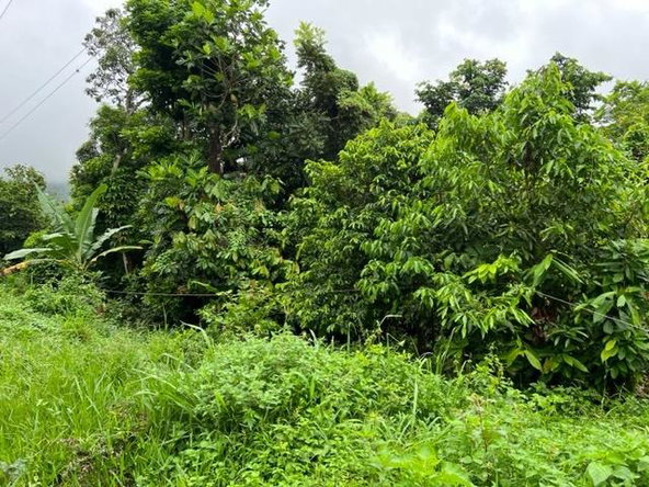 Fourth image of 148 Land Part of Kellets in Kellits, Clarendon, Jamaica - property is For Sale