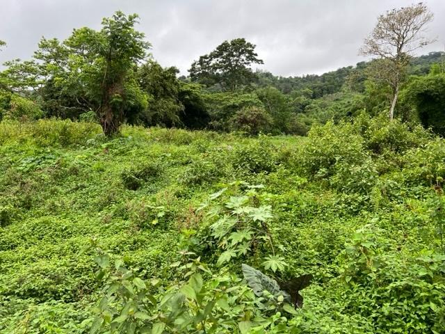 Fifth image of 148 Land Part of Kellets in Kellits, Clarendon, Jamaica - property is For Sale