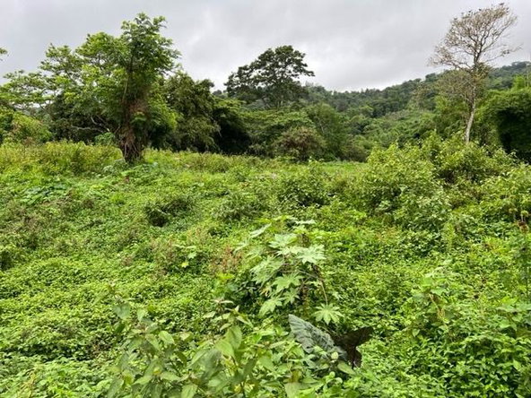 Fifth image of 148 Land Part of Kellets in Kellits, Clarendon, Jamaica - property is For Sale