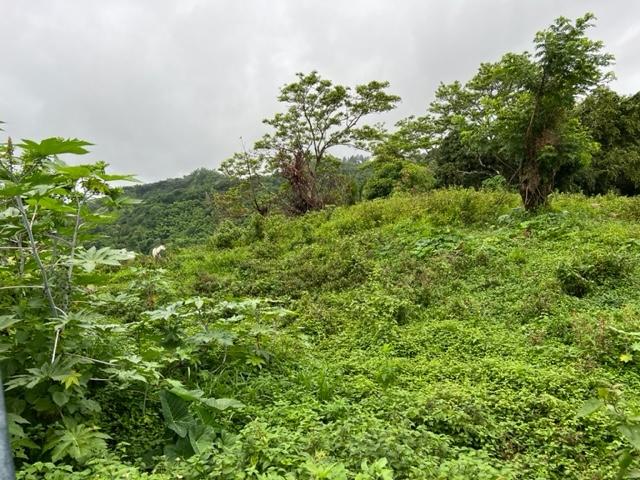 Sixth image of 148 Land Part of Kellets in Kellits, Clarendon, Jamaica - property is For Sale