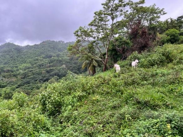 First image of 148 Land Part of Kellets in Kellits, Clarendon, Jamaica - property is For Sale