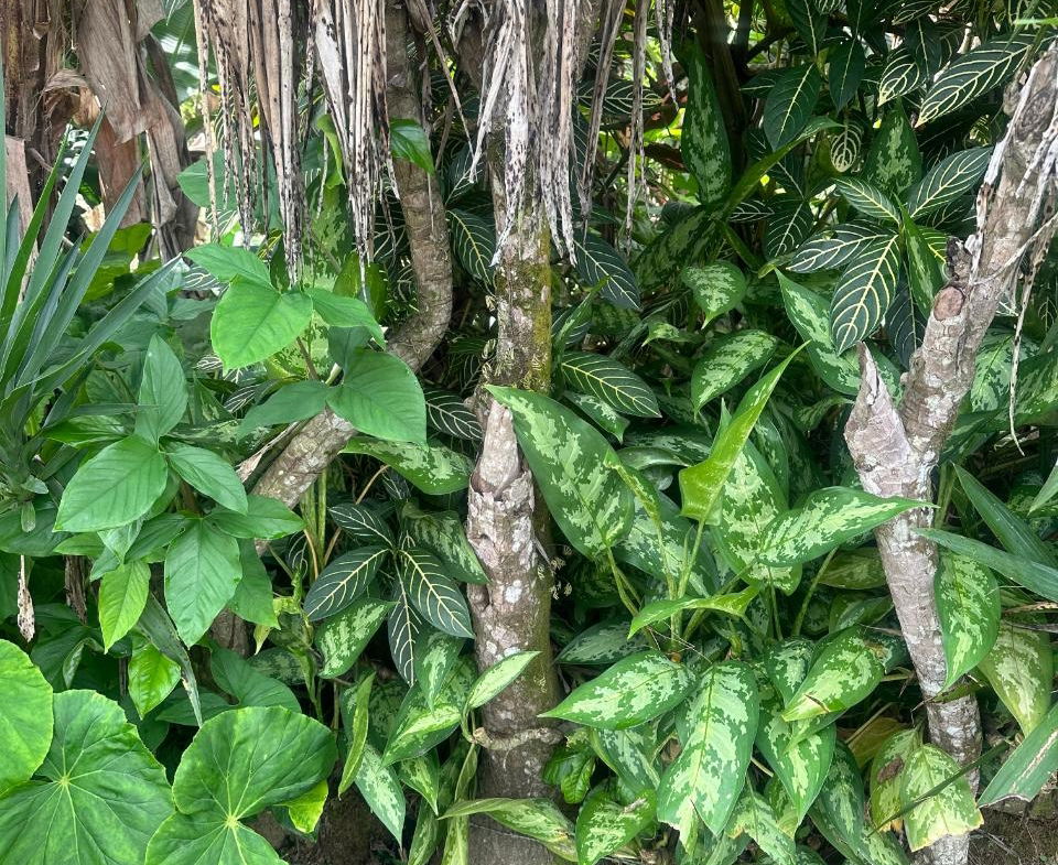 Eleventh image of 82 Golden Spring in GOLDEN SPRING, St. Andrew, Jamaica - property is For Sale