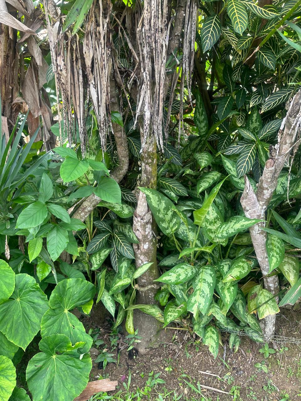 2.6-Acres-of-Prime-Residential-Development-Land-for-Sale-in-St.-Andrew-Jamaica Eleventh image of 82 Golden Spring in GOLDEN SPRING, St. Andrew, Jamaica - property is For Sale