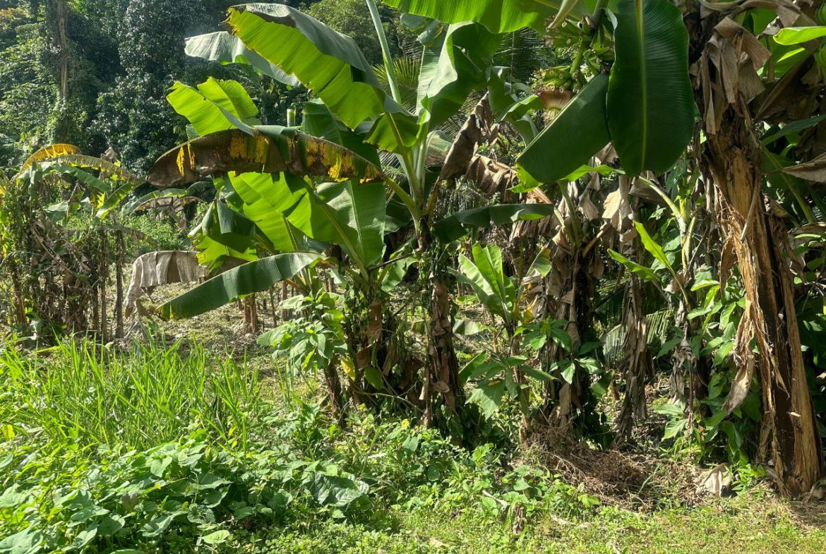 Twelfth image of 82 Golden Spring in GOLDEN SPRING, St. Andrew, Jamaica - property is For Sale