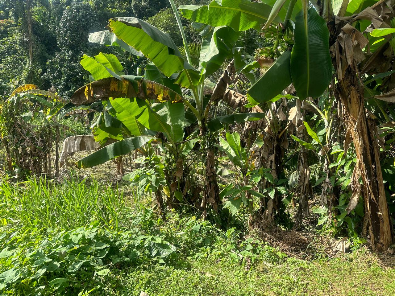 2.6-Acres-of-Prime-Residential-Development-Land-for-Sale-in-St.-Andrew-Jamaica Twelfth image of 82 Golden Spring in GOLDEN SPRING, St. Andrew, Jamaica - property is For Sale