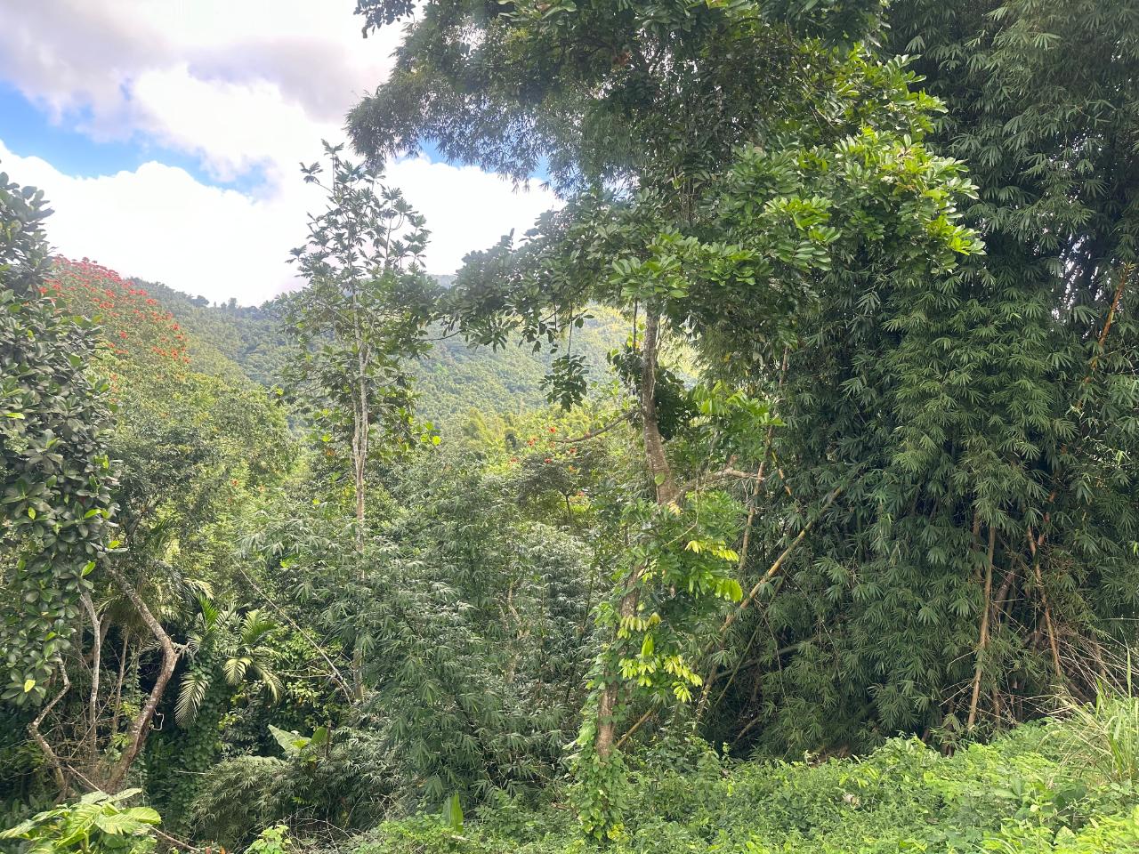 2.6-Acres-of-Prime-Residential-Development-Land-for-Sale-in-St.-Andrew-Jamaica Fifth image of 82 Golden Spring in GOLDEN SPRING, St. Andrew, Jamaica - property is For Sale