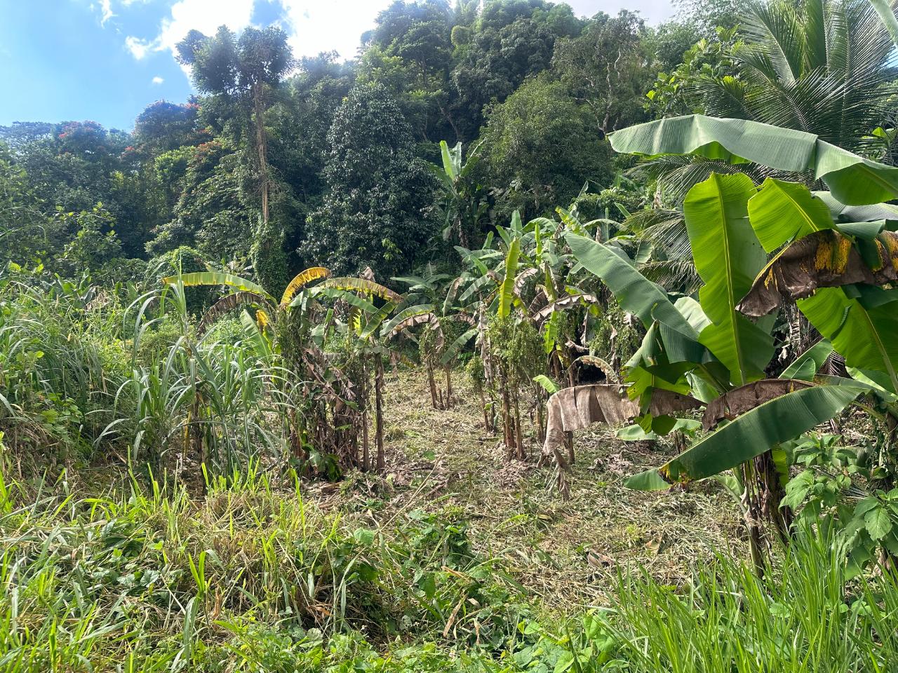 2.6-Acres-of-Prime-Residential-Development-Land-for-Sale-in-St.-Andrew-Jamaica Sixth image of 82 Golden Spring in GOLDEN SPRING, St. Andrew, Jamaica - property is For Sale