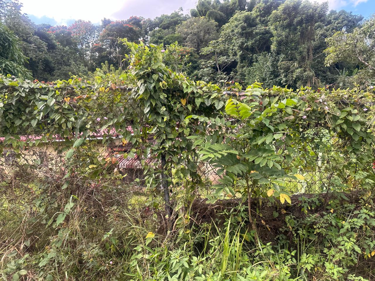 2.6-Acres-of-Prime-Residential-Development-Land-for-Sale-in-St.-Andrew-Jamaica Seventh image of 82 Golden Spring in GOLDEN SPRING, St. Andrew, Jamaica - property is For Sale