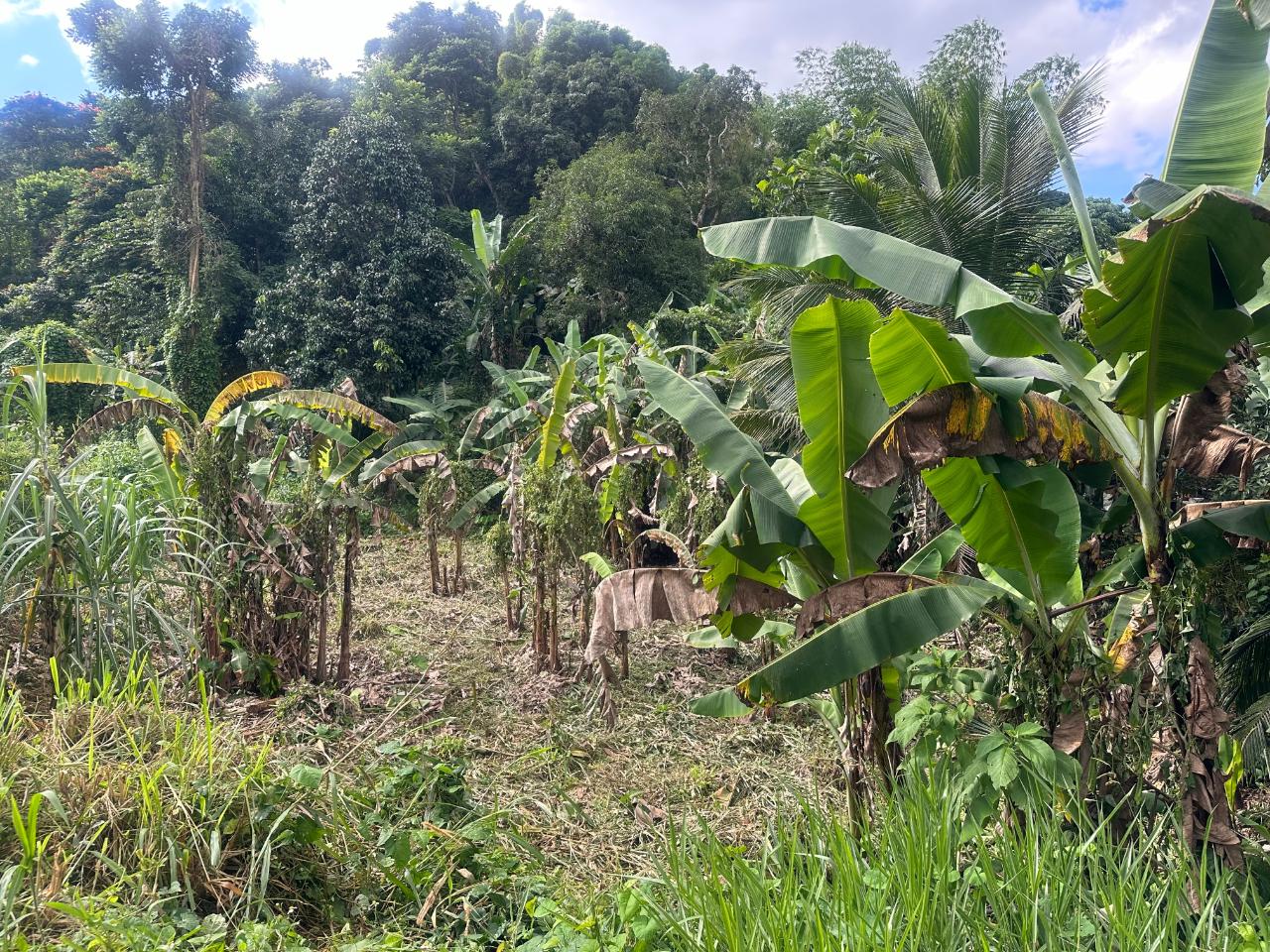 2.6-Acres-of-Prime-Residential-Development-Land-for-Sale-in-St.-Andrew-Jamaica Eighth image of 82 Golden Spring in GOLDEN SPRING, St. Andrew, Jamaica - property is For Sale