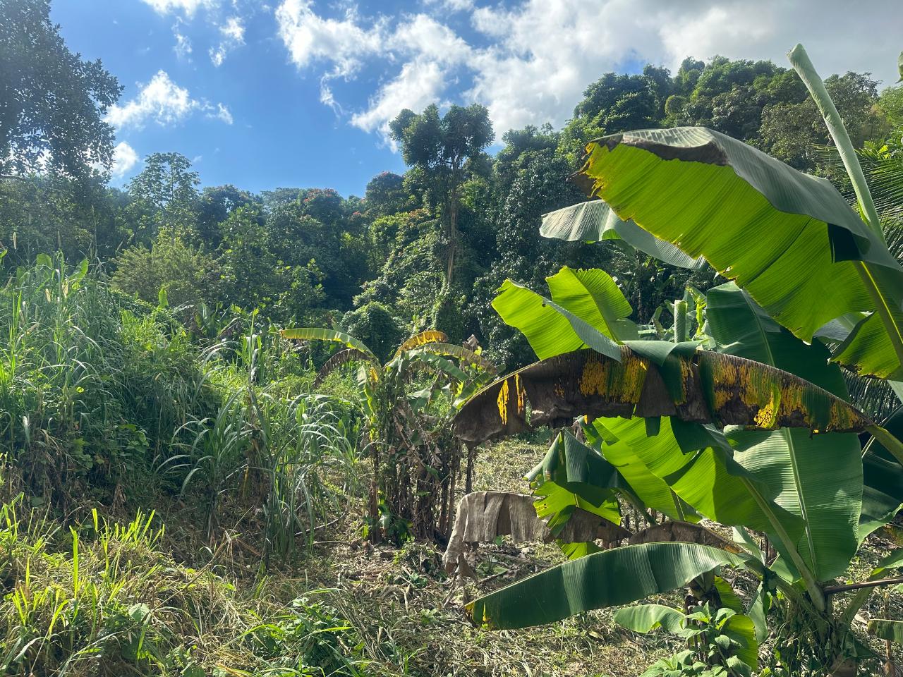 2.6-Acres-of-Prime-Residential-Development-Land-for-Sale-in-St.-Andrew-Jamaica Ninth image of 82 Golden Spring in GOLDEN SPRING, St. Andrew, Jamaica - property is For Sale