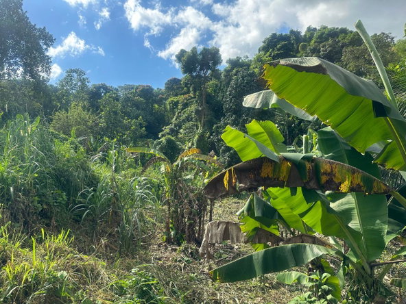 Ninth image of 82 Golden Spring in GOLDEN SPRING, St. Andrew, Jamaica - property is For Sale