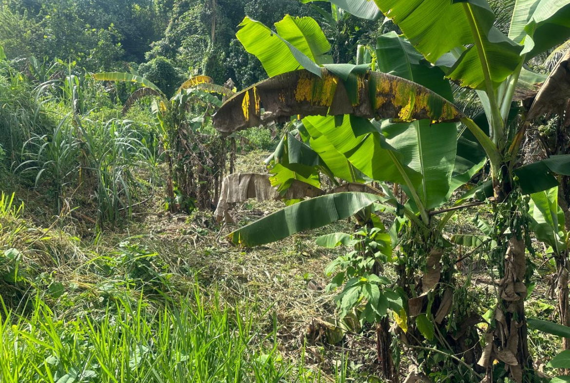 Tenth image of 82 Golden Spring in GOLDEN SPRING, St. Andrew, Jamaica - property is For Sale